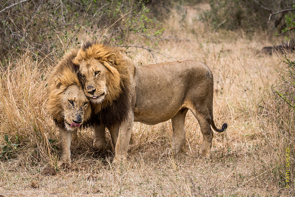 Lion Brothers
