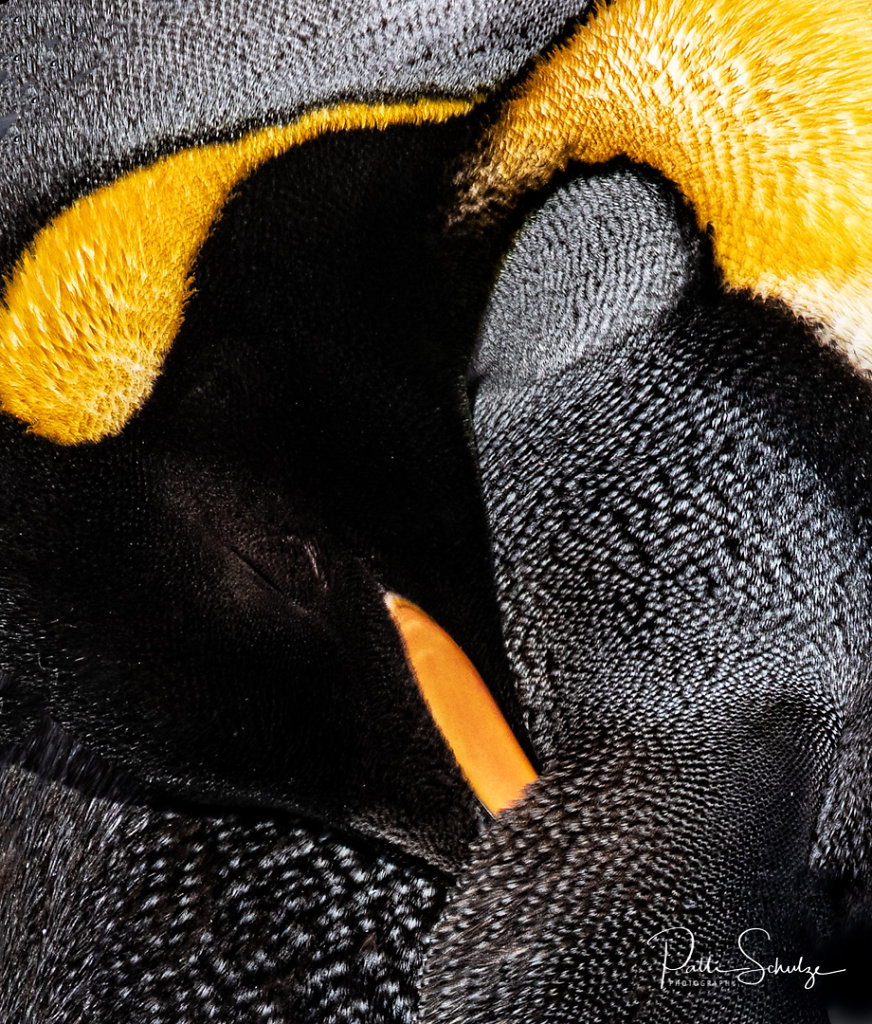 Penguin Abstract