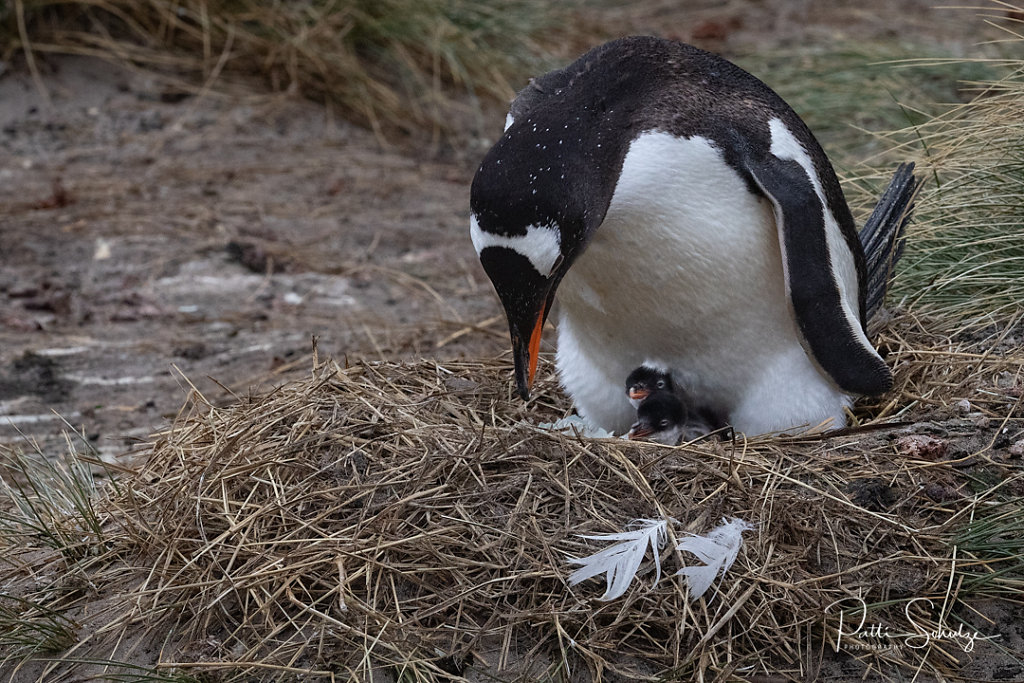 Gentoo and Young IV