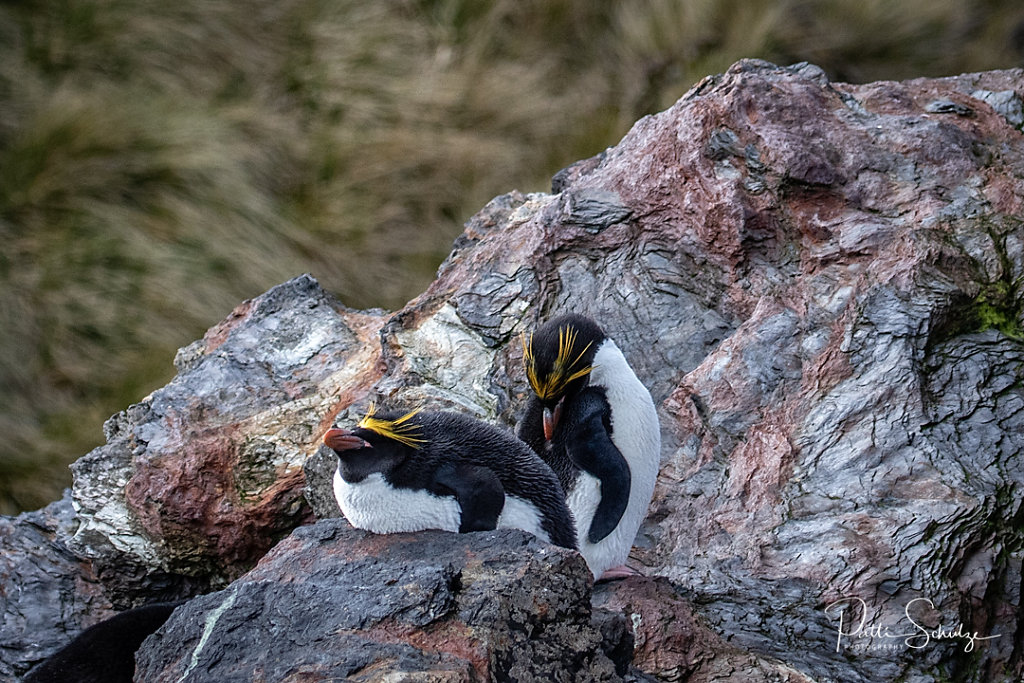 Macaroni Penguins II