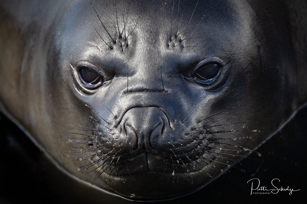 Elephant Seal Weaner
