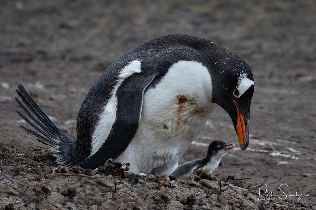 Gentoo and Young